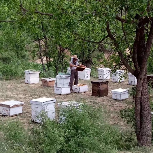 原平市 纯正天然蜂蜜，蜂农直销