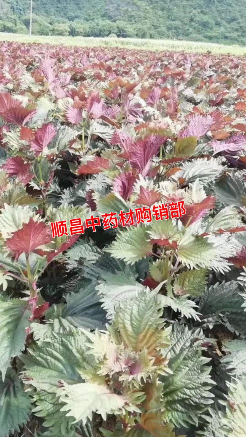 长期供应｛中药材紫苏叶｝可批量可零售量大从优【包邮
