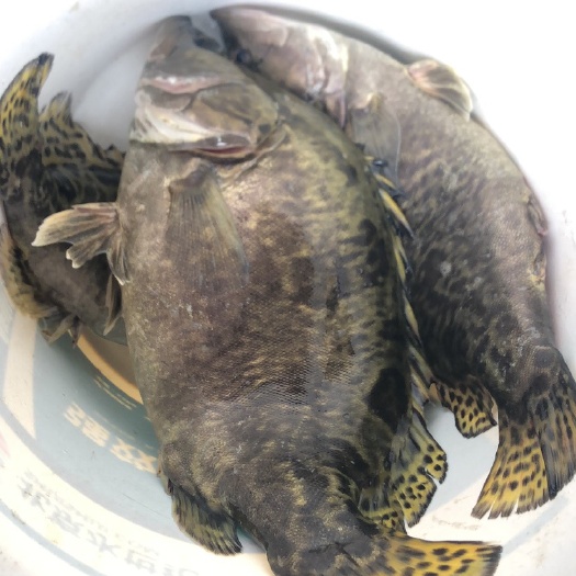 高邮市斑鳜 翘嘴鳜