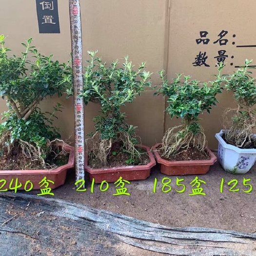 漳州六月雪盆栽 提根六月雪