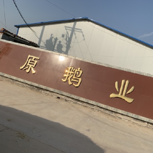原阳县大三花鹅苗 大三花苗。浙东苗。皖浦苗