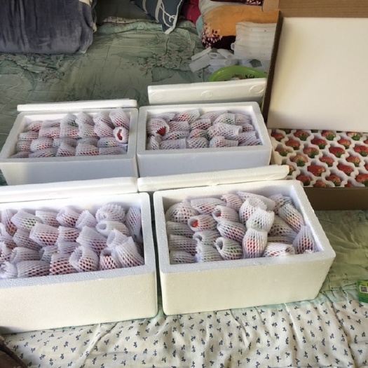 北京红颜草莓  泡沫箱1700克整箱发货，支持一件代发