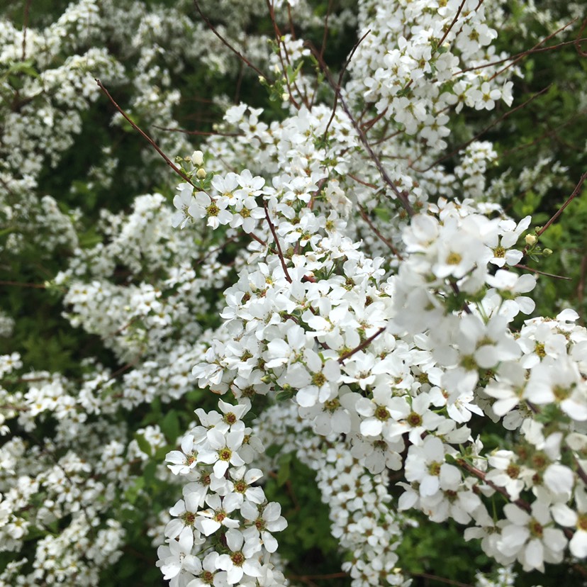 珍珠绣线菊 喷雪花 东北耐寒灌木