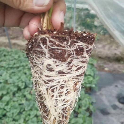 泰安脱毒草莓苗 草莓脱毒苗品种纯正价格合理
