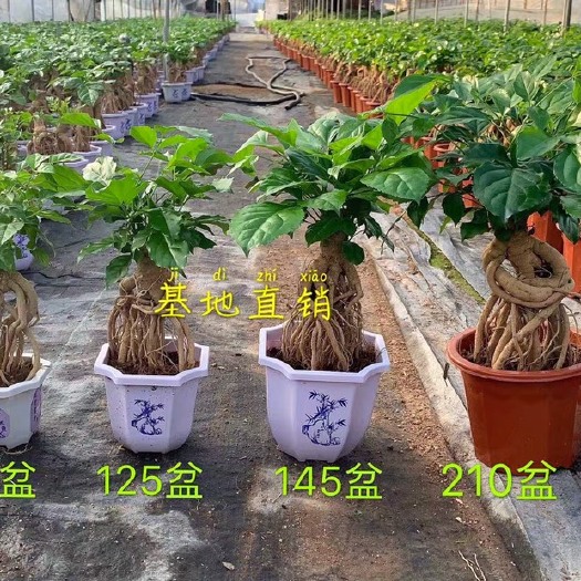 漳州幸福树盆栽  提根幸福树 大小规格现货 基地直销