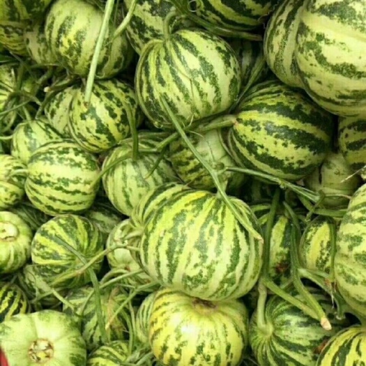 莘县 大量供应各种薄皮甜瓜，以及厚皮甜瓜