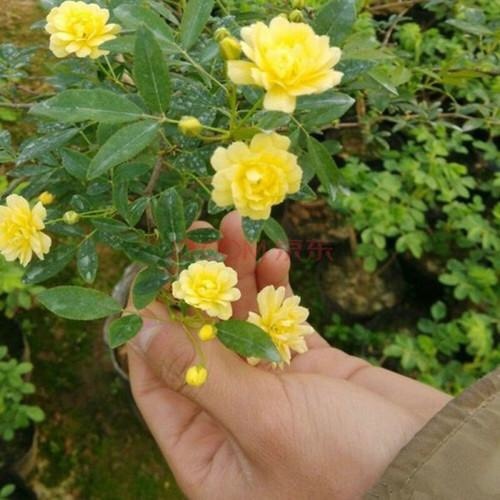 东北丛生黄刺玫 重瓣黄刺玫花 黄刺玫小苗价格优惠