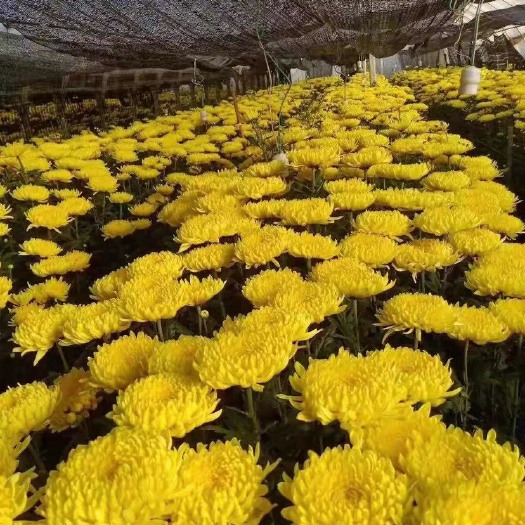 昆明 出售2020金丝菊，婺源菊，七月菊种苗