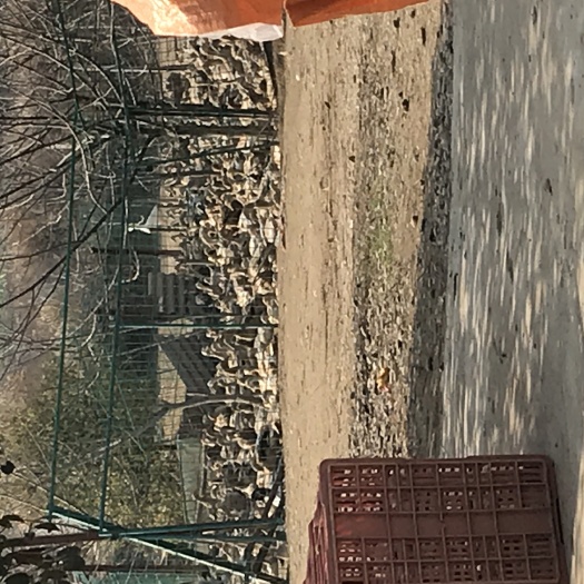 当阳市 大量麻鸭蛋