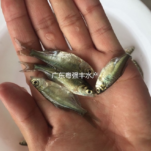 广州武昌鱼苗  广东武昌鳊鱼苗批发  淡水三角鳊鱼苗出售 。