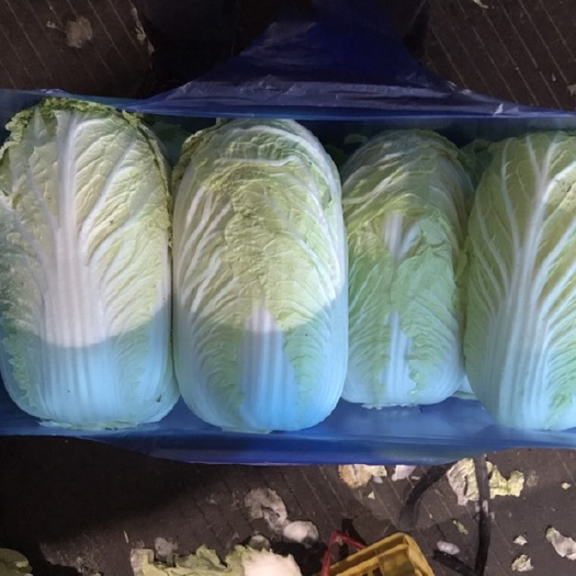 绍兴黄心大白菜 自己种植的菜，阳春三月。万斤起装，6毛5包上车