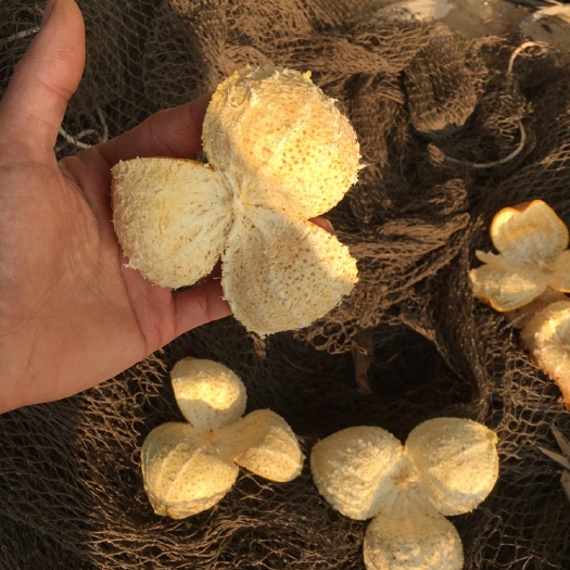 江门陈皮  正宗