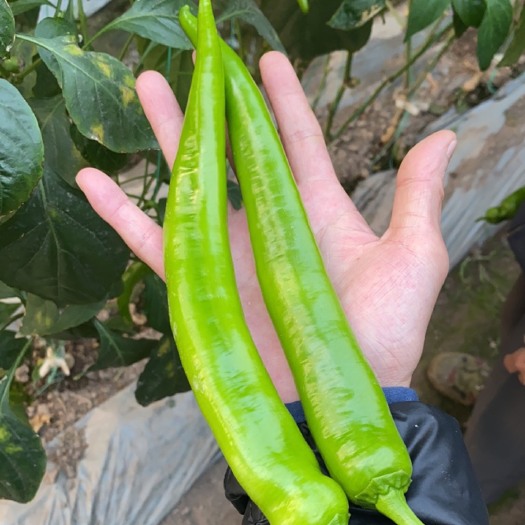 西昌市 大量卖优质大树椒-有视频-种植户-四川西昌