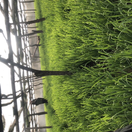 巴彦淖尔 纯绿色的韭菜，马上上市