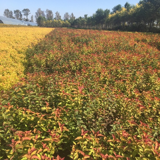 金焰绣线菊 金焰绣线菊价格 金山焰日本绣线菊