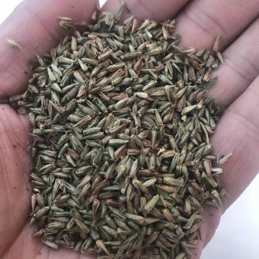 锡林浩特牛膝种子