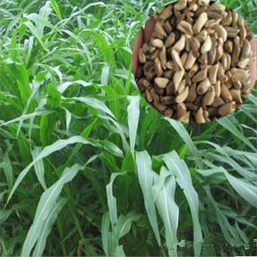 沭阳县梯牧草种子 牧草种子
