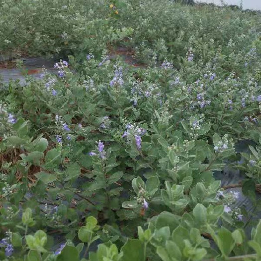 樟树市江西单叶蔓荆子苗