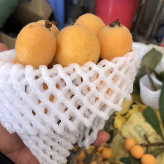 蒙自市 蒙自枇杷价格实惠质量保证