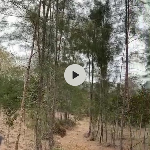 阳江果园 阳东田畔有九亩农场转手