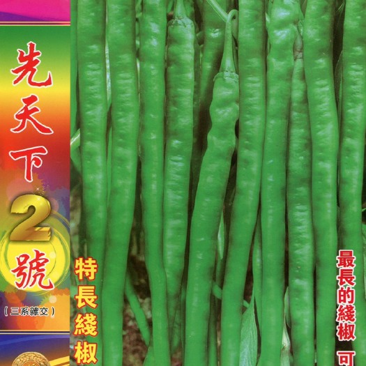 昆明长线椒种子皮薄软壳二荆条翠绿色
