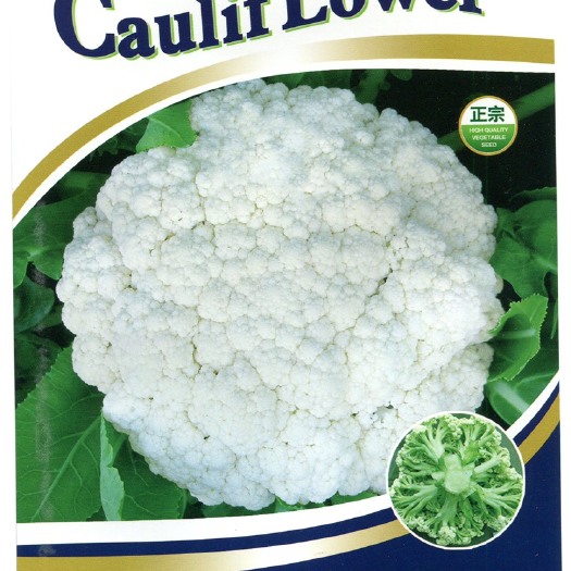 昆明松花菜种子有机花菜种子65天松花