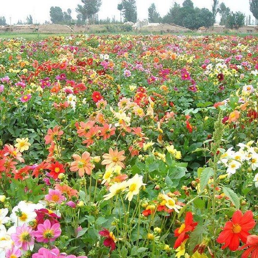 沭阳县四季播野花组合种子多年生花种子四季开花籽花卉种子庭院绿化