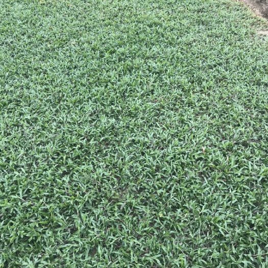 广州马尼拉草皮