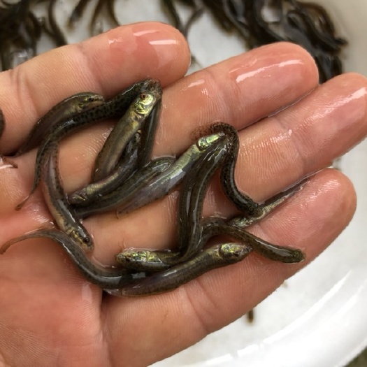 桂阳县 泥鳅苗