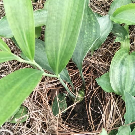 楚雄市黄精种苗 种植黄精，收获黄金！