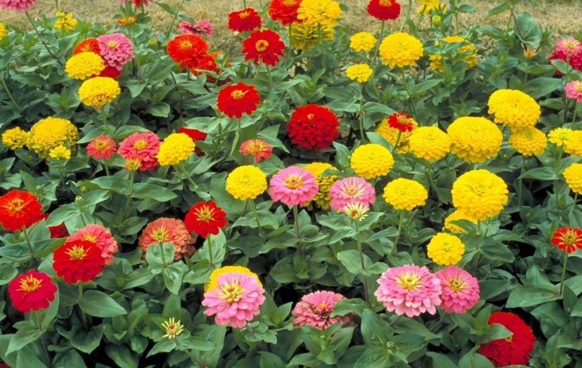 百日草种子 百日草花种子四季易种室外庭院阳台景观花海百日菊花