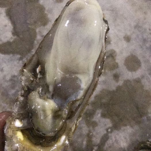 海阳市威海牡蛎 2-3两/只 海水 鲜活水产