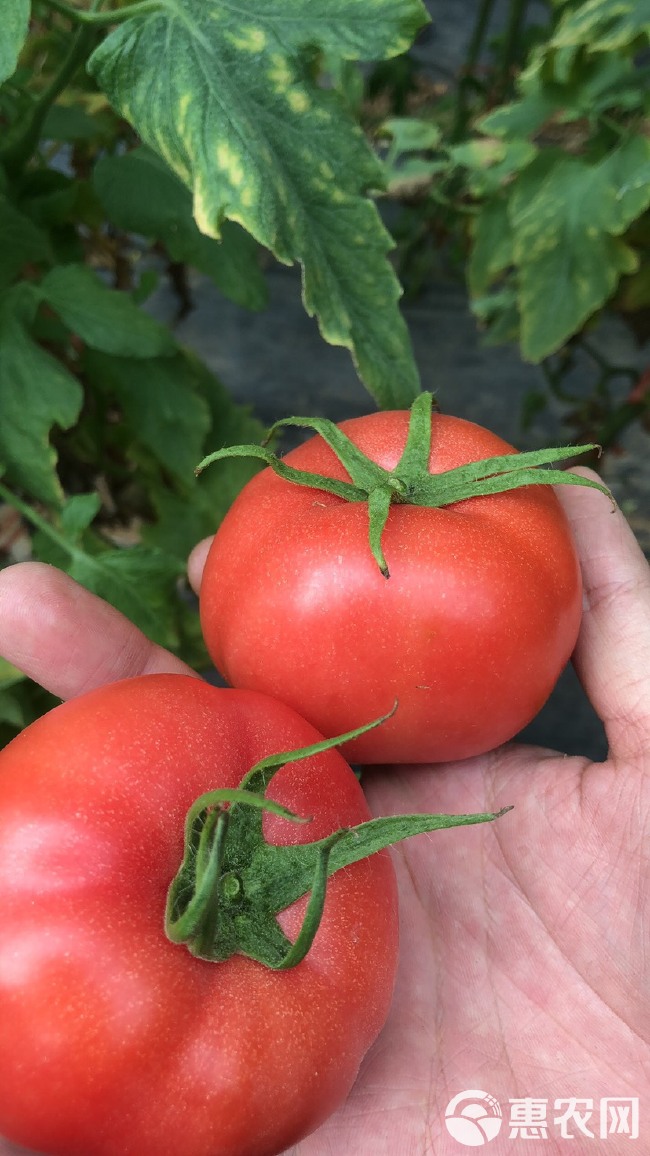 普罗旺斯番茄  山东海阳普罗旺斯西红柿番茄