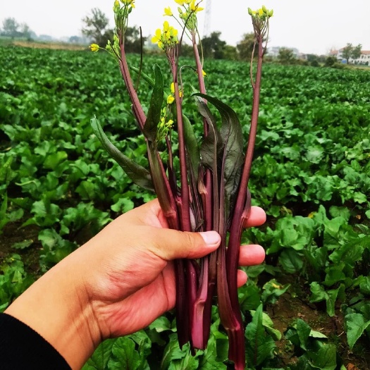 赤壁市 红菜苔甜脆可口美味佳肴蔬菜非常时期只限市内