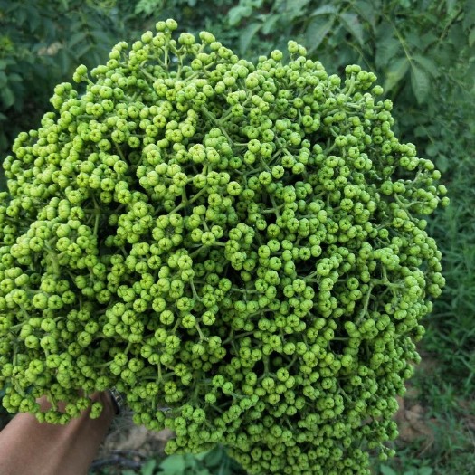 樟树市江西中花吴茱萸新货