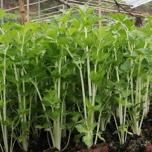 赤壁市白芹  芹菜香味浓郁绿色蔬菜必不可少特殊时期只限市内