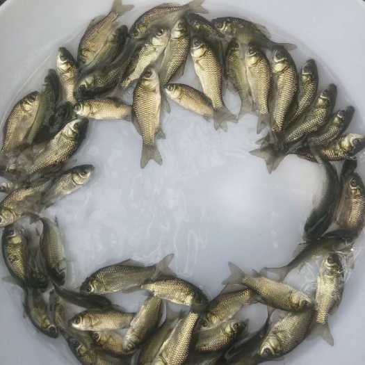 广州 中科三号鲫鱼生长速度快，抗病能力强。