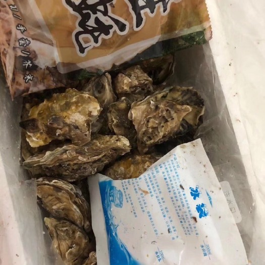 海阳市山东乳山牡蛎 2-3两/只 鲜活水产 海水