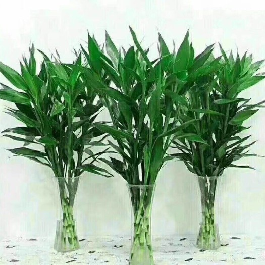 海口 富贵竹种植基地直销一手货源批发小竹