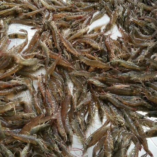 斑节对虾 人工养殖 2-4钱