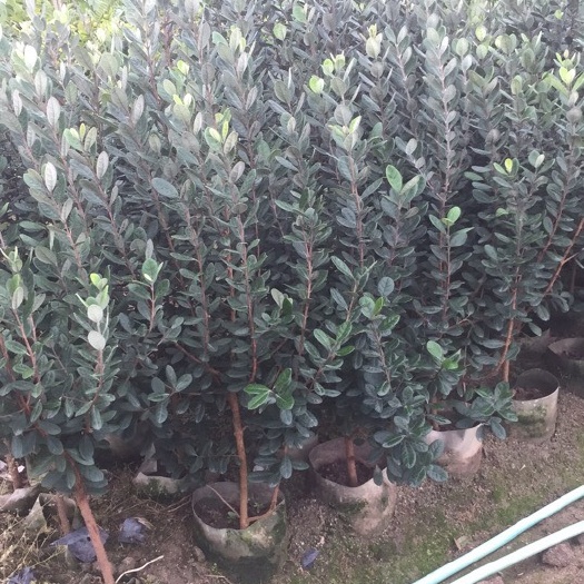 普宁市菲油果苗 法国菲油果