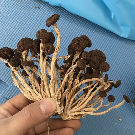 广昌县君志 江西广昌5号茶树菇干货批发 朵型好不开伞精品量大包邮