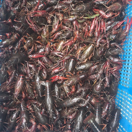 南陵县 芜湖南陵小龙虾批发