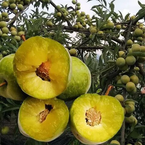 新品种嫁接苗蜂糖李子树苗嫁接蜂蜜李子苗黄蜜李子离核当年结果