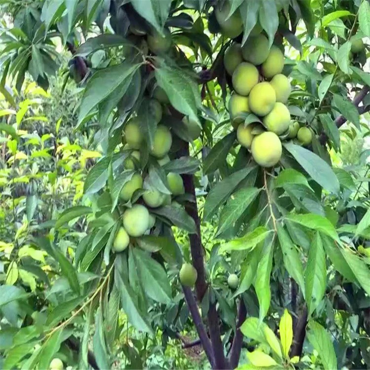 新品种嫁接苗蜂糖李子树苗嫁接蜂蜜李子苗黄蜜李子离核当年结果