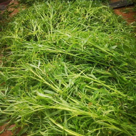 泗阳县青藜蒿 20~25cm