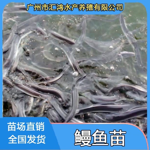 广州 鳗鱼苗 优质鳗鱼苗批发