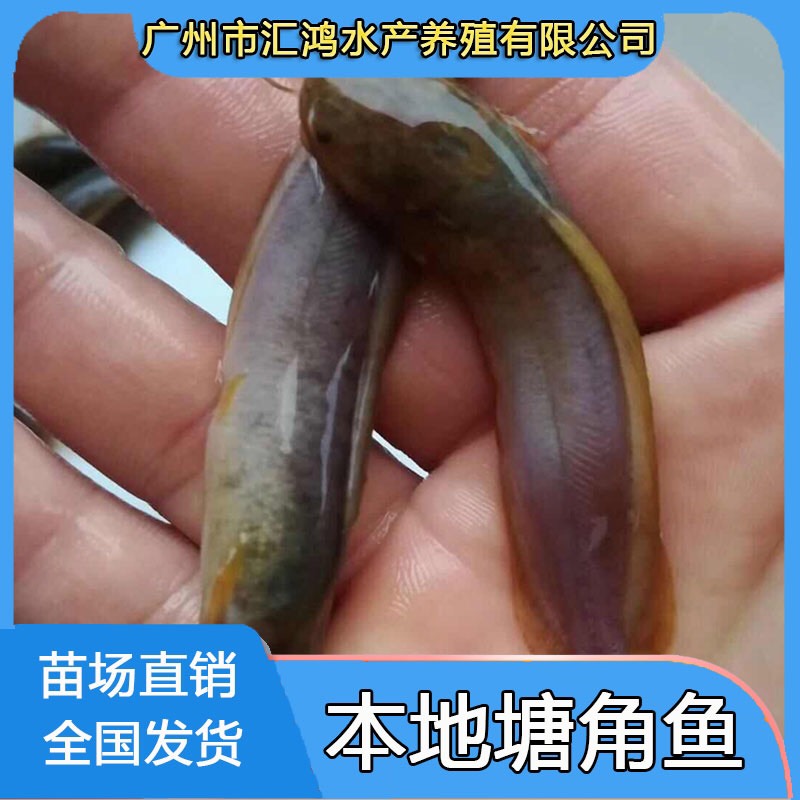  本地塘角鱼 塘鲺鱼苗 胡子鱼苗