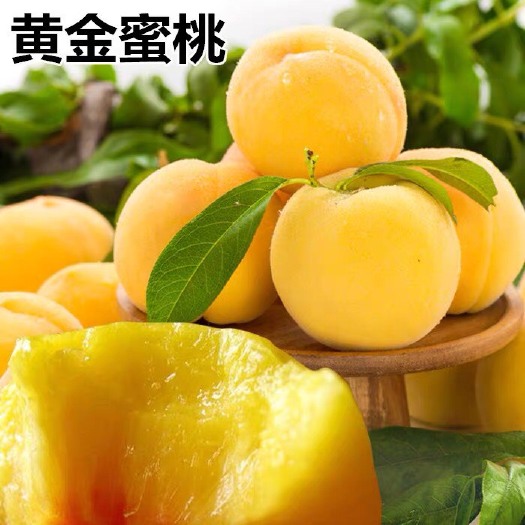 平邑县黄金蜜桃树苗  黄金蜜桃树嫁接苗新品种桃树苗地栽盆栽南北方种植当年结果