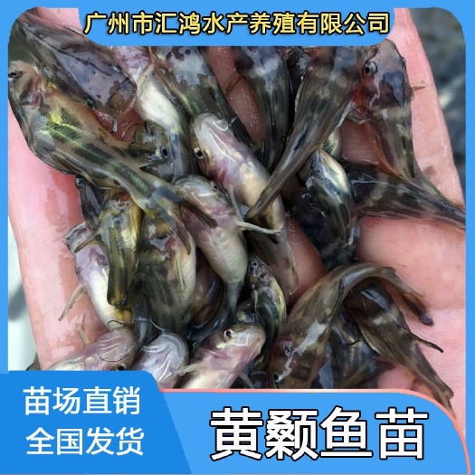 广州黄颡鱼苗 全雄杂交黄骨鱼苗
